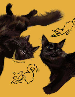 pet portraits
